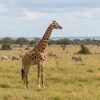 Wild Giraffe in savannah